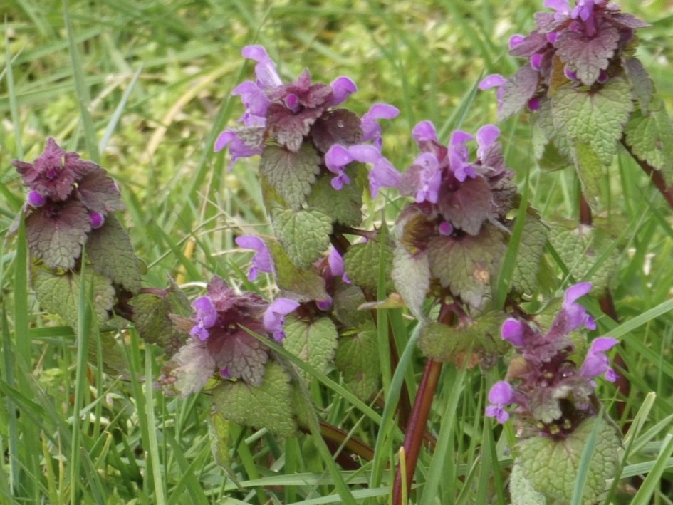 Paarse dovenetel - Planten - 