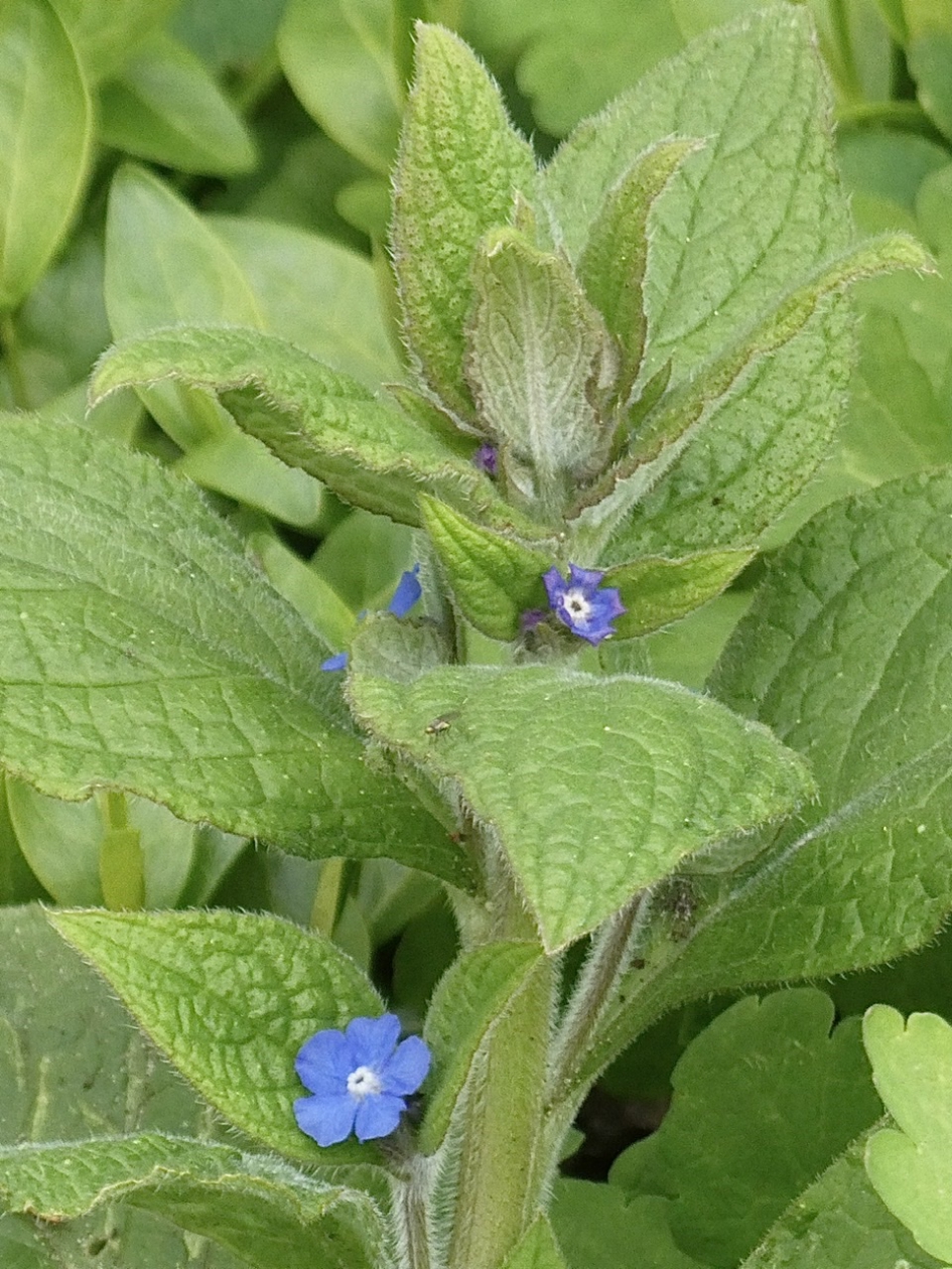 Soort vergeet me nietje - Planten - 