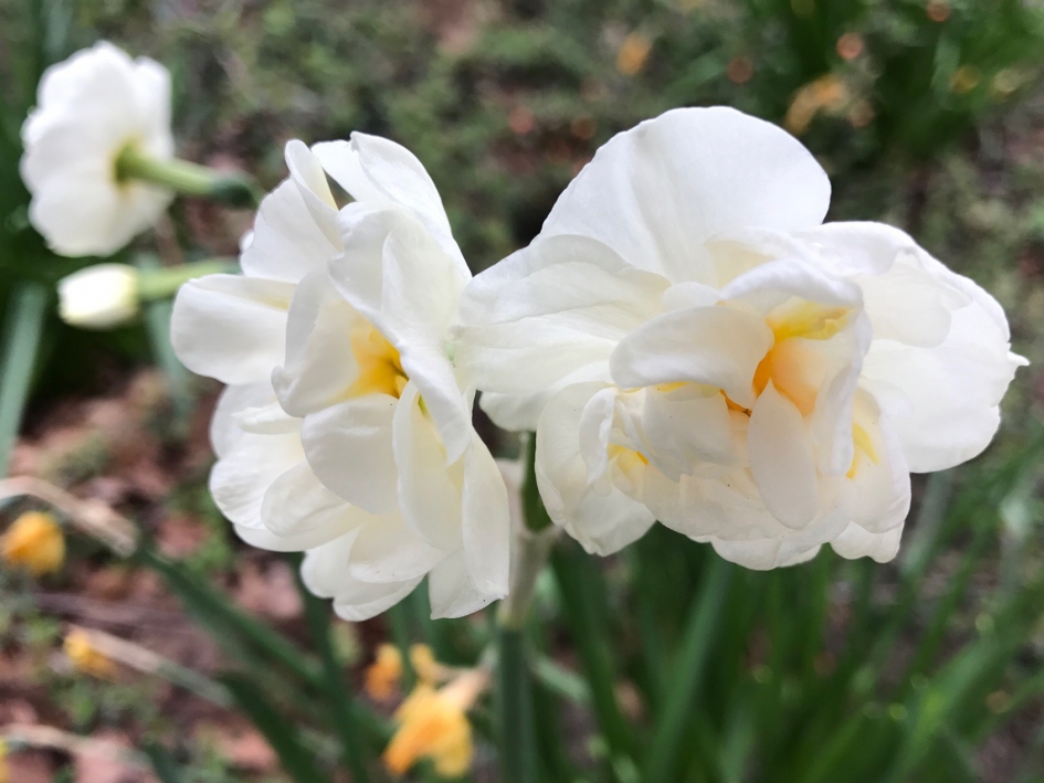 Narcissen - Planten - 