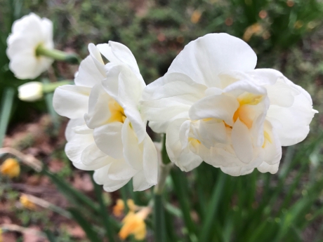 Narcissen