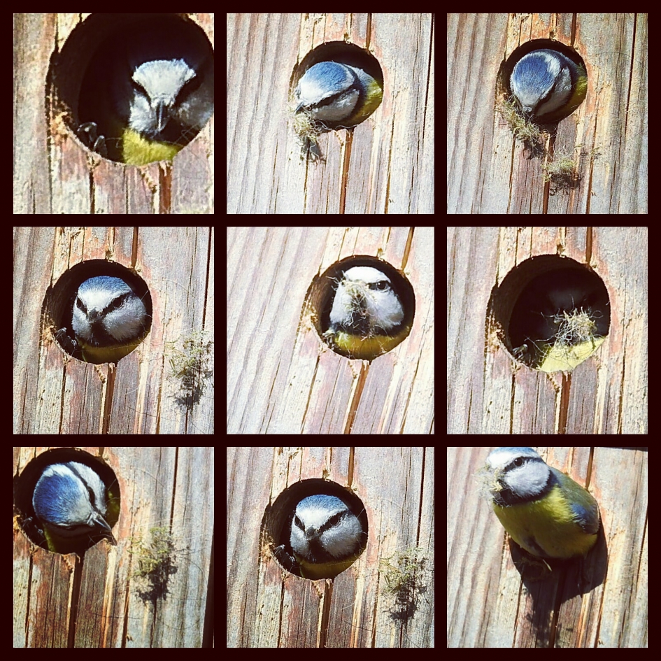 Nestelend pimpelmees - Vogels - Pimpelmees