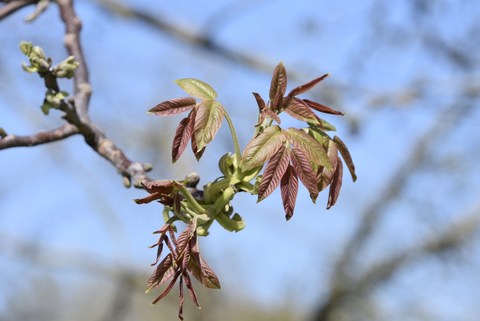 Nieuw blad - Planten - 
