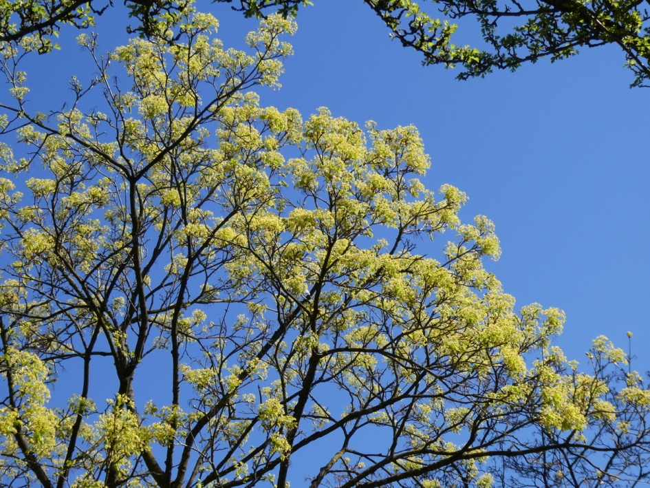 Nieuw blad - Planten - 