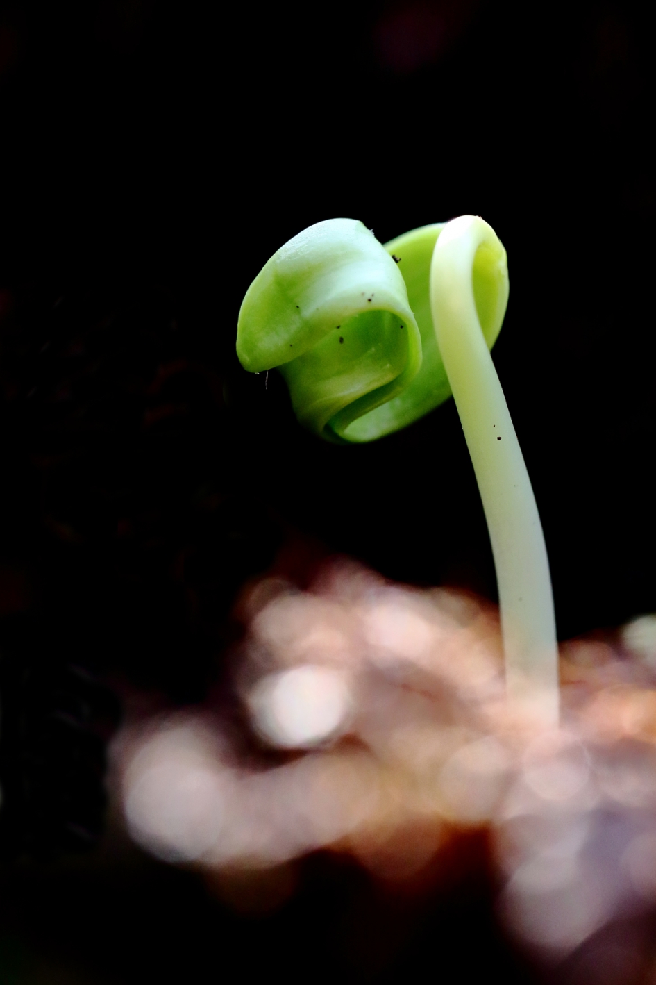 nieuw leven - Planten - esdoorn