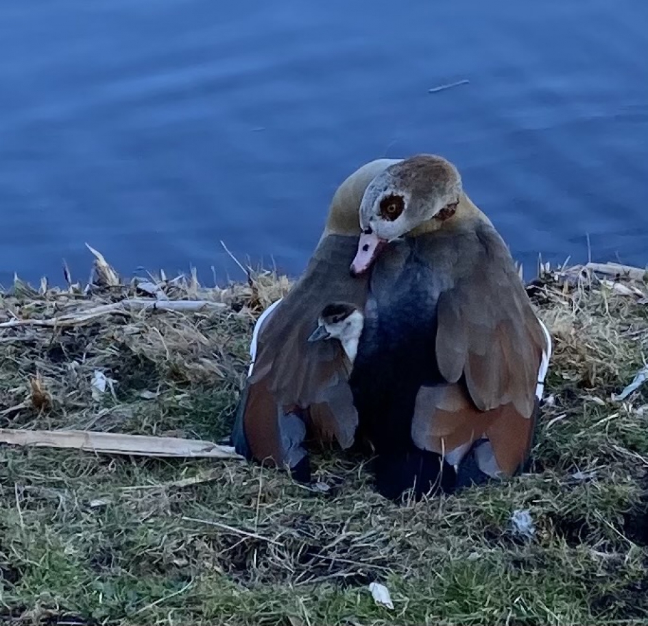 Nijlgansje bedekt door mantel der liefde - Vogels - Nijlgans (Egyptian Goose)