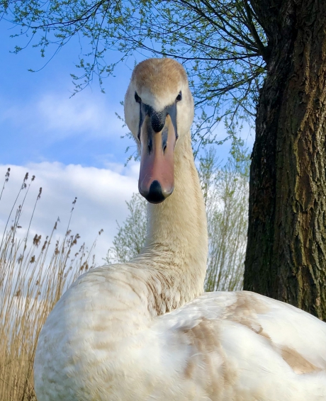 Ochtendpracht