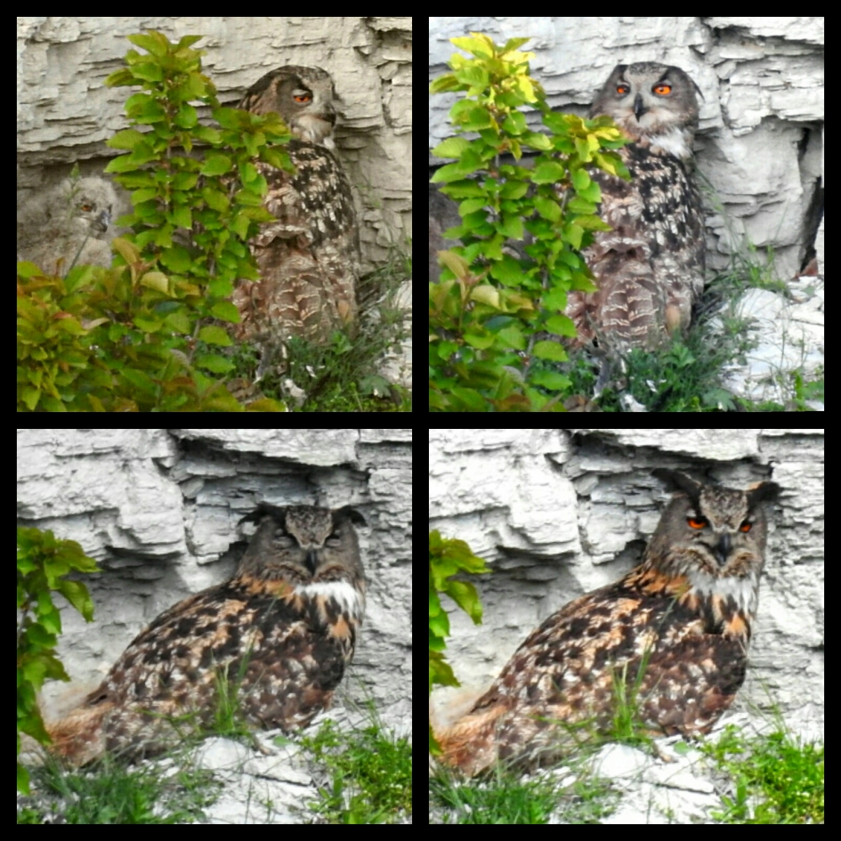 Oehoecollage - Vogels - Oehoe