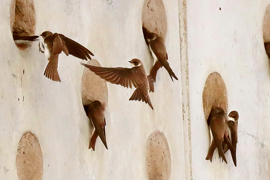 Oeverzwaluwen zijn ook weer terug van hun lange reis - Vogels - Oeverzwaluw