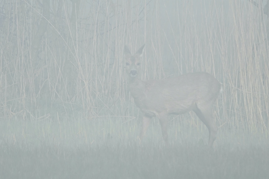 Ontmoeting in dichte mist - Zoogdieren - Ree