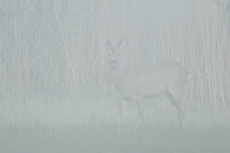 Ontmoeting in dichte mist