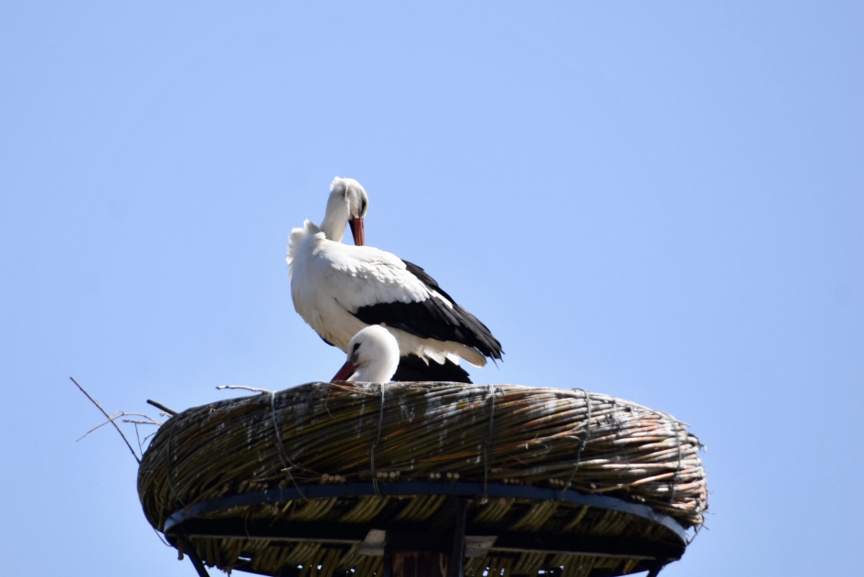 Ooievaars 3 - Vogels - 