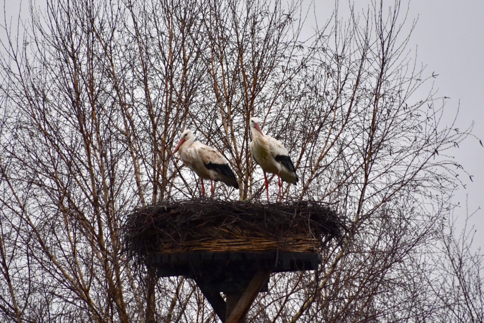 Ooievaars - Vogels - 