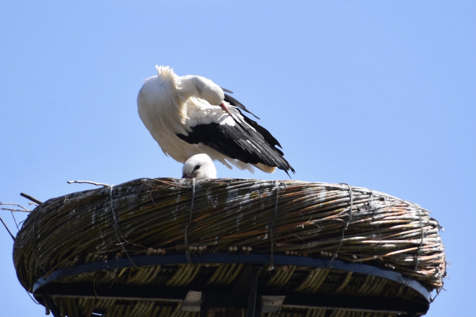 Ooievaars - Vogels - 