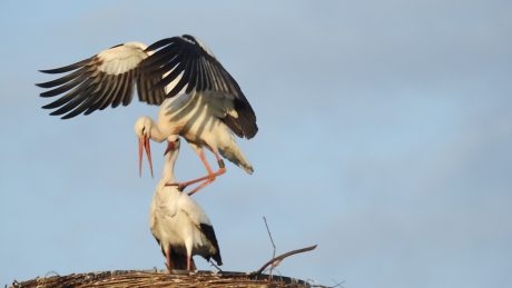Ooievaars baltsend op nest omgeving Bredevoort
