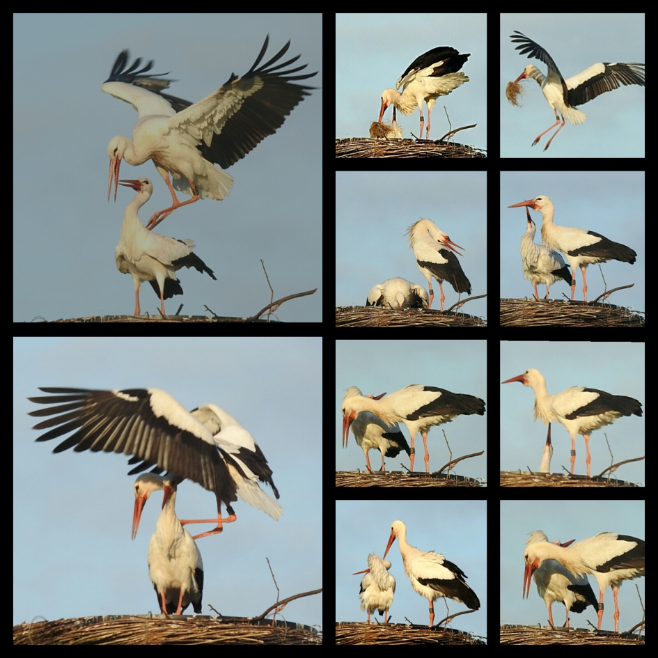 Ooievaars nestelend en broedend - Vogels - Ooievaar