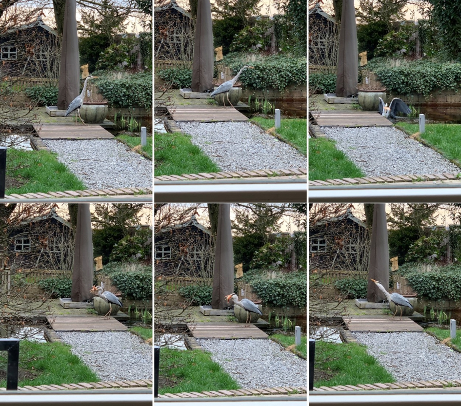 Oops net te laat voor de reiger die zich bedient in de tuinvijver... - Vogels - Reiger