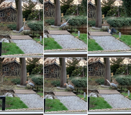 Oops net te laat voor de reiger die zich bedient in de tuinvijver...