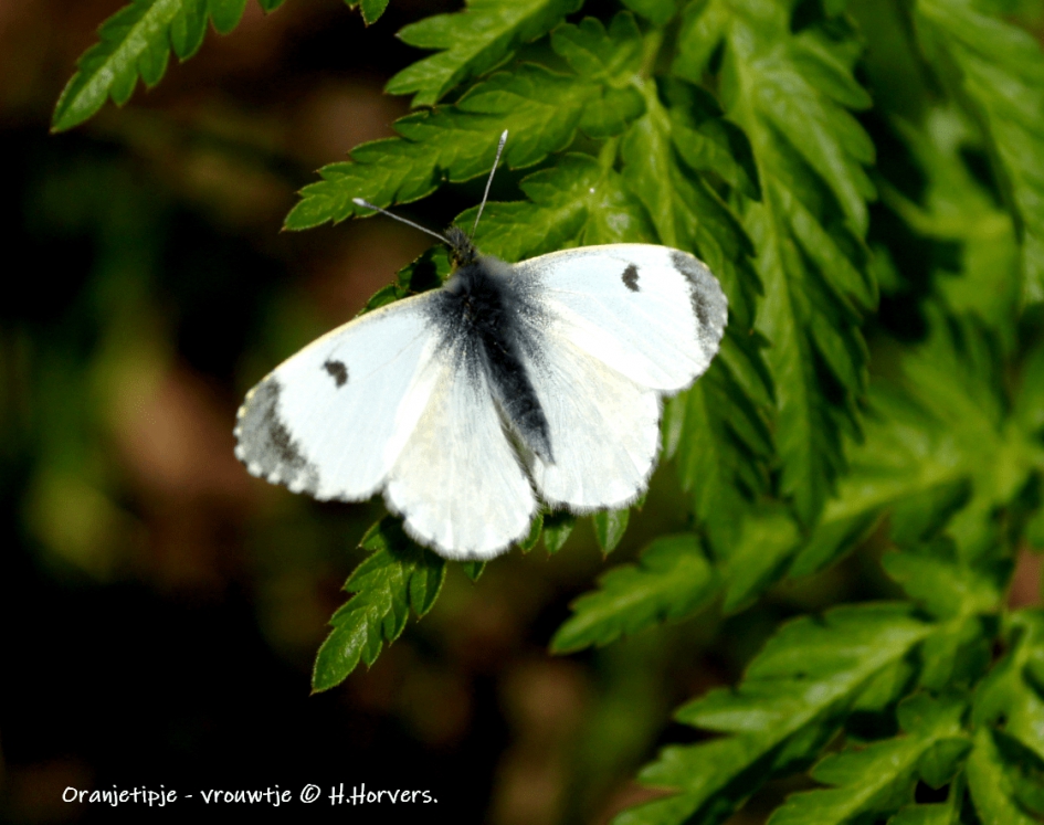 Oranjetipje - vrouwtje - Geleedpotigen - Oranjetipje - vrouwtje