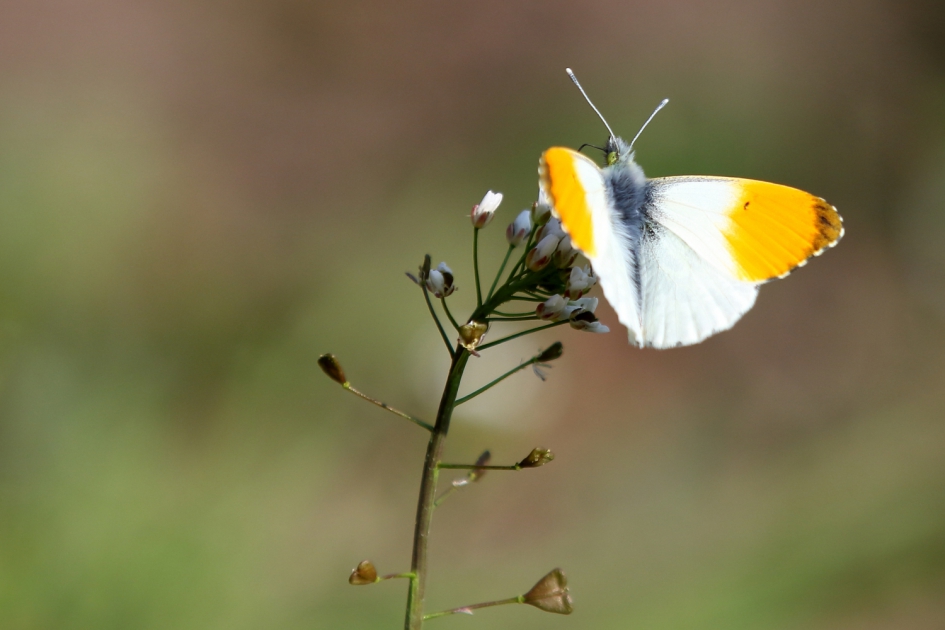 oranjetipje -m- - Geleedpotigen - oranjetipje