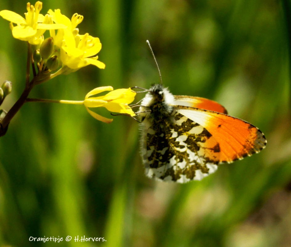 Oranjetipje - Geleedpotigen - Oranjetipje