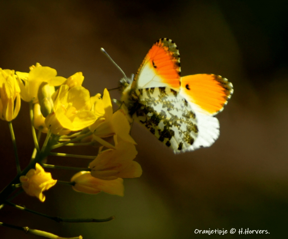 Oranjetipje - Geleedpotigen - Oranjetipje