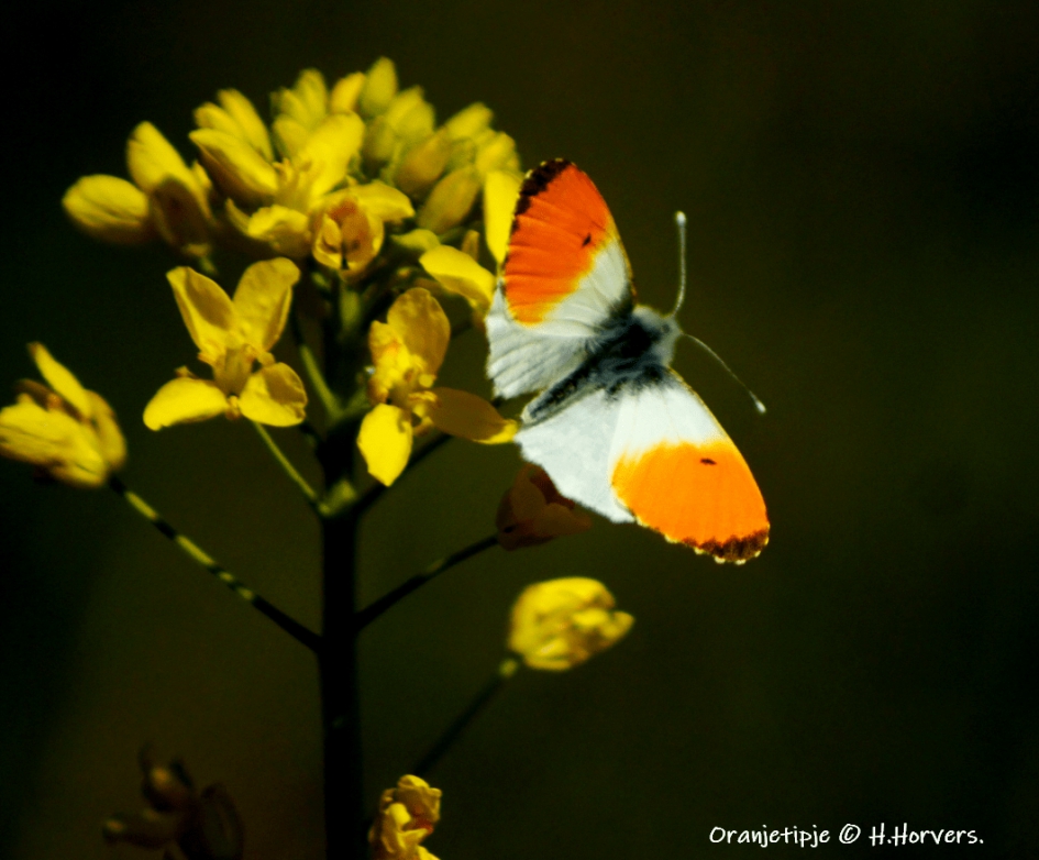 Oranjetipje - Geleedpotigen - Oranjetipje