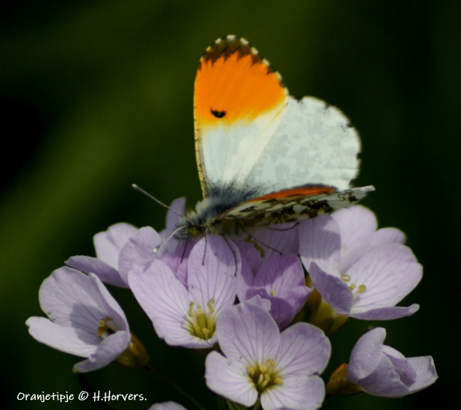 Oranjetipje. - Planten - Oranjetipje.