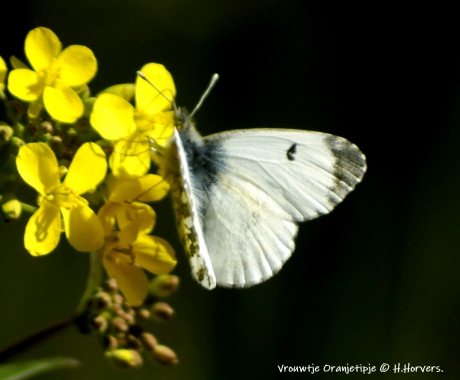 Oranjetipje vrouwtje