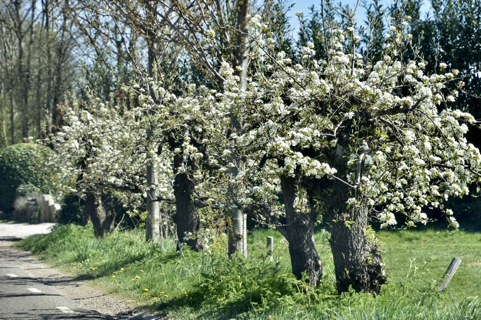 Oude perenbomen - Planten - 