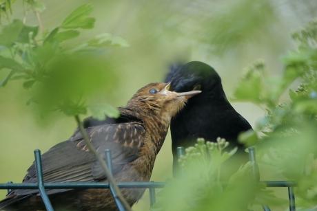 Pa verdwijnt in kind