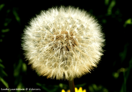 paardebloem  zaadbol