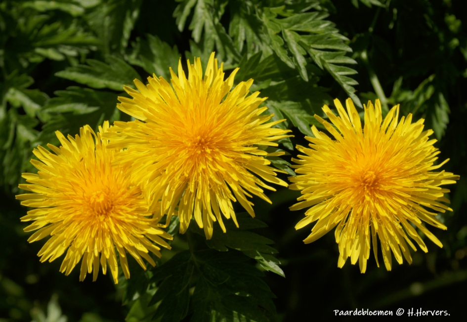 Paardebloemen - Planten - Paardebloemen