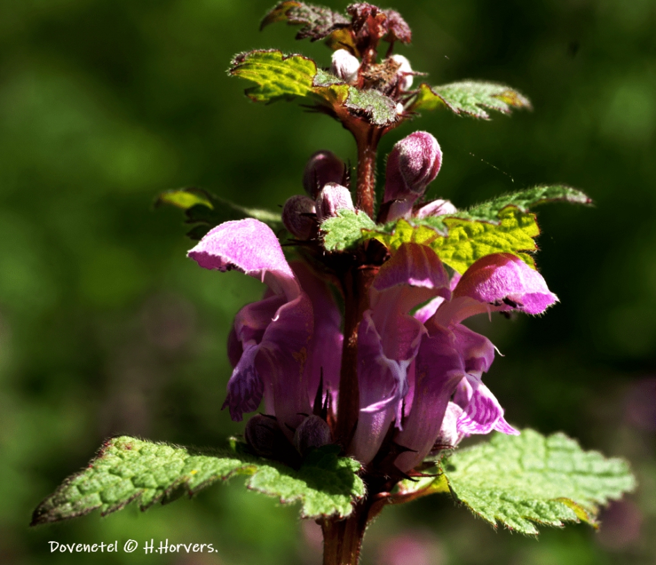 Paarse Dovenetel - Planten - Paarse Dovenetel