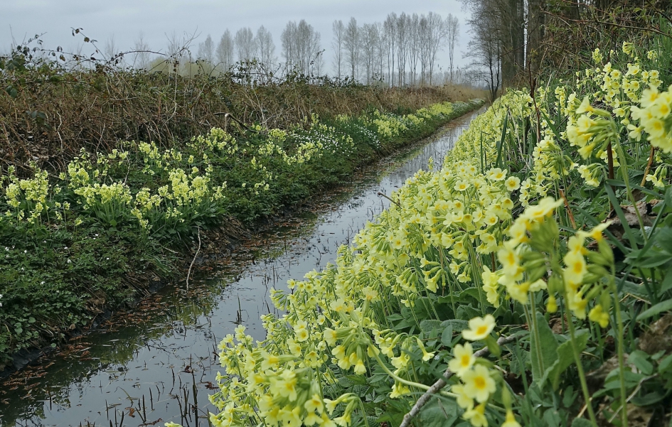 Paradijsje - Planten - Slanke Sleutelbloem