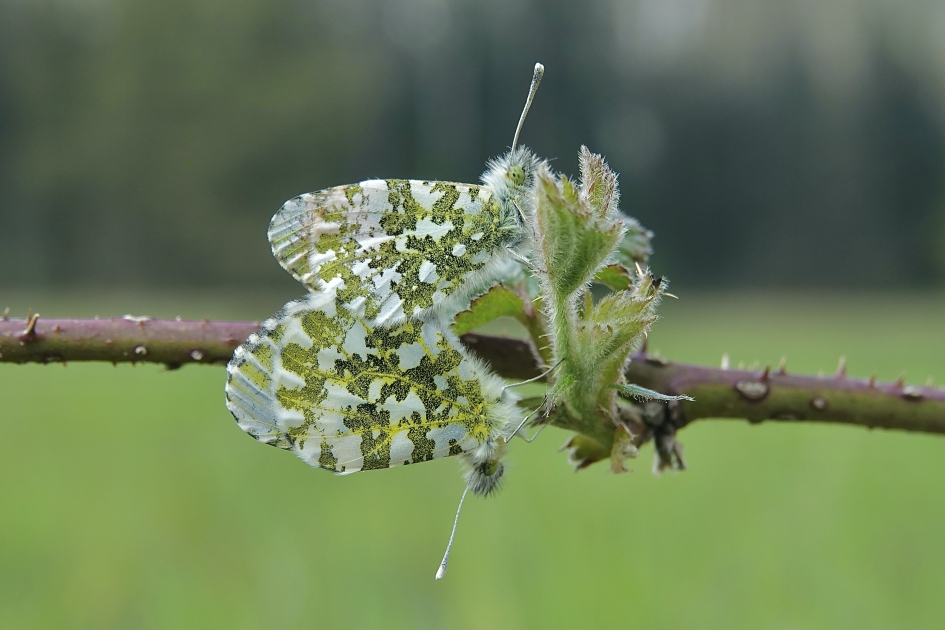 Parende Oranjetipjes - Geleedpotigen - Oranjetip