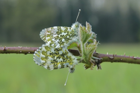 Parende Oranjetipjes