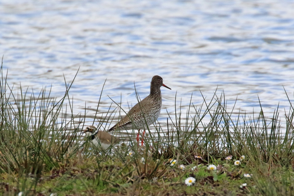 Passanten - Vogels - 
