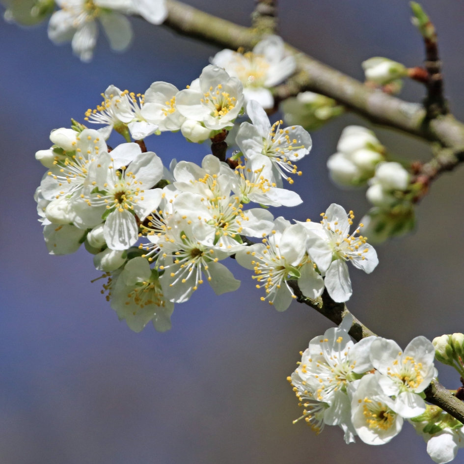 Perenbloesem - Planten - 