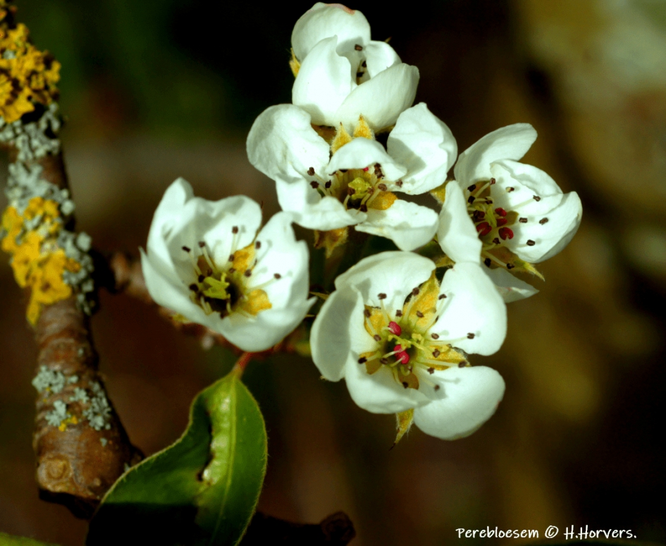 Perenbloesem. - Planten - Perenbloesem.