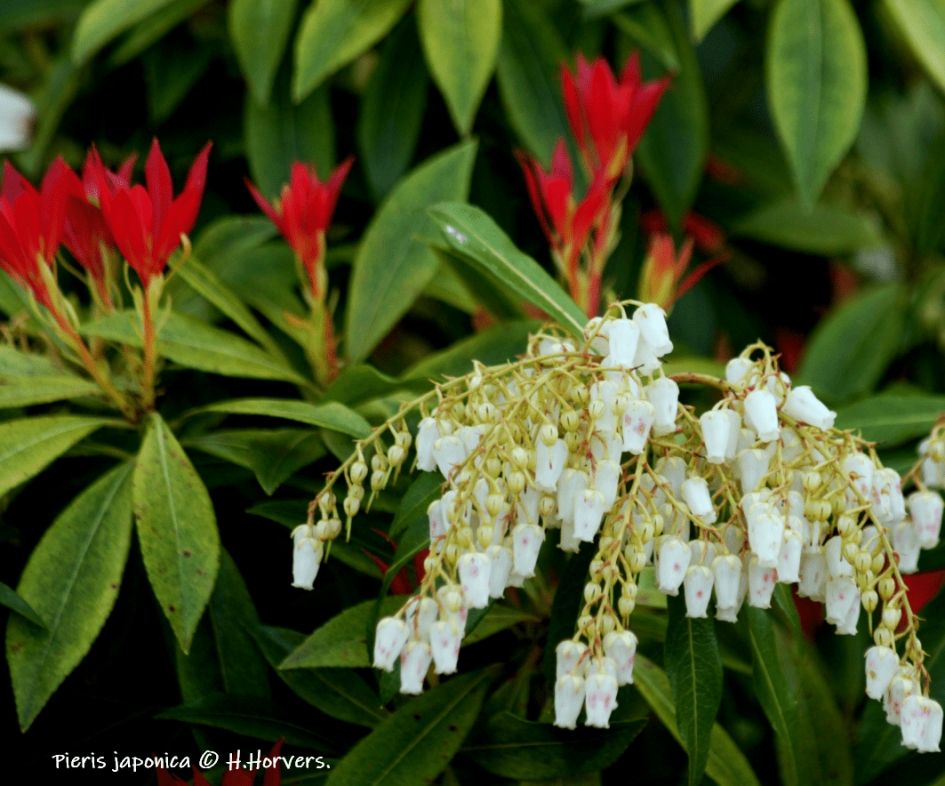 Pieris japonica. - Planten - Pieris japonica.