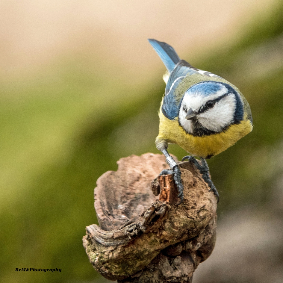 Pimpelmees. - Vogels - Pimpelmees.