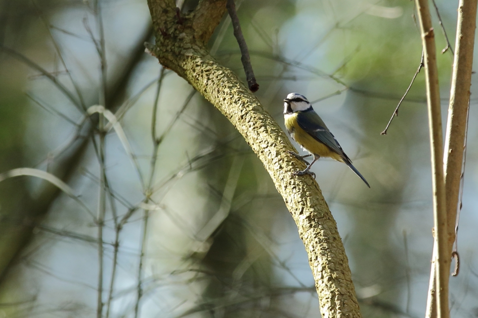 pimpelmees - Vogels - pimelmees