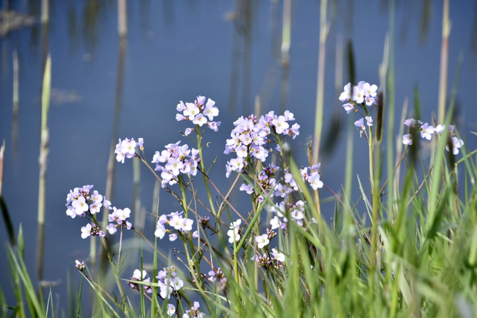 Pinksterbloemen - Planten - 