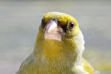 Portretje van een Groenling