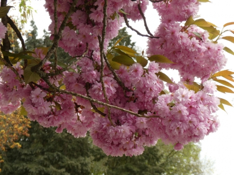 Prachtige roze bloesem