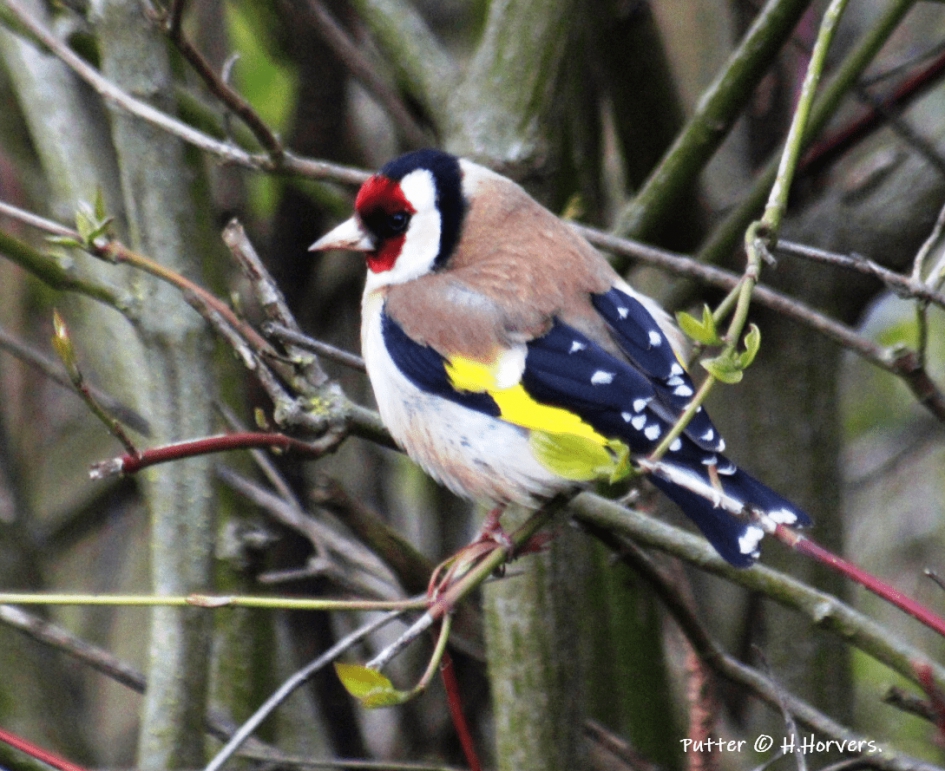 Putter - Vogels - Putter