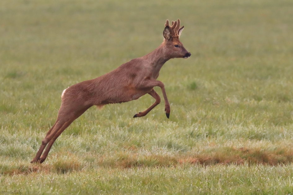 Reebokje, springend over een slootje op de vroege zondagmorgen. - Zoogdieren - Reebokje