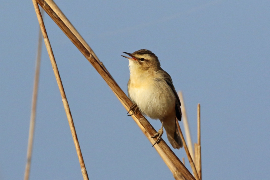 Rietzanger - Vogels - 
