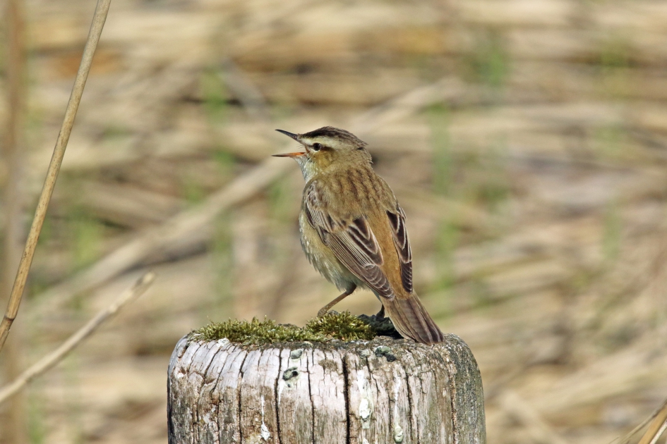 Rietzanger - Vogels - 