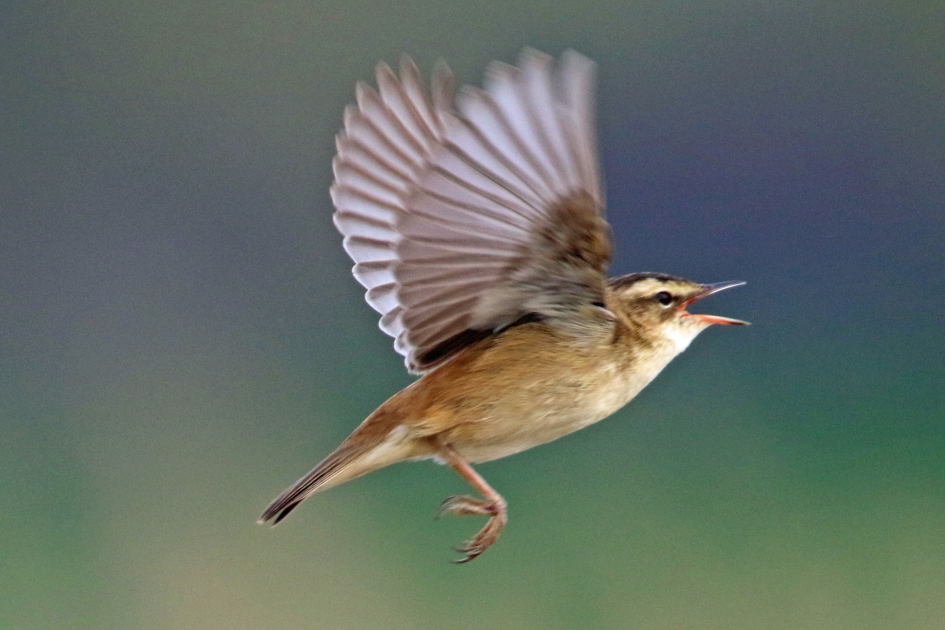 Rietzanger in de vlucht - Vogels - 